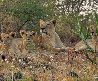 pimg